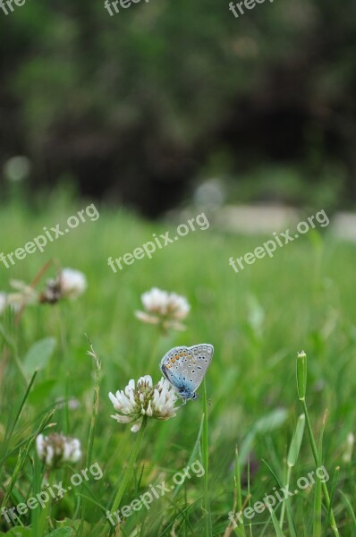 Butterfly Flower Green Plant Calm