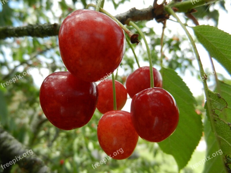 Cherries Fruit Leaves Free Photos