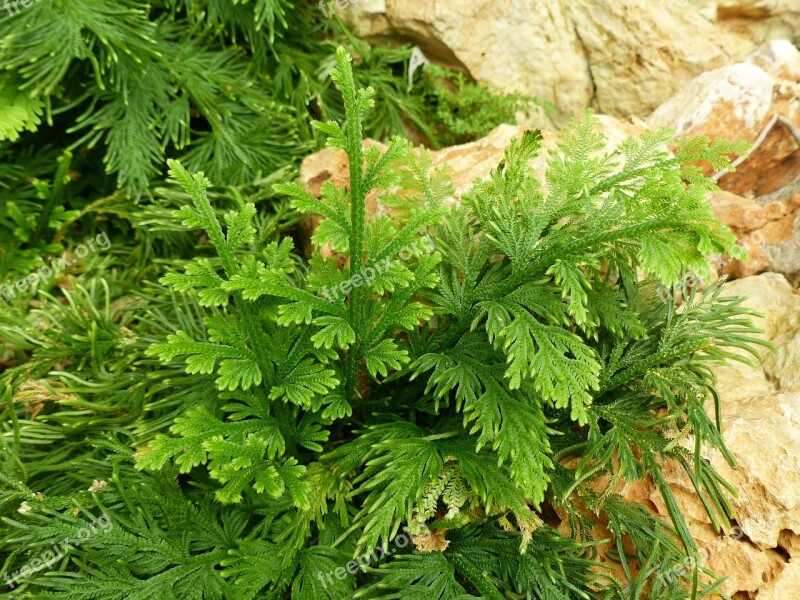 Fern Garden Thailand Leaf Green