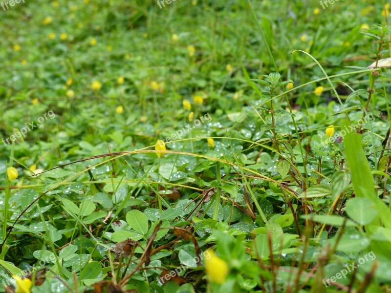 Grass Wild Flower Green Free Photos