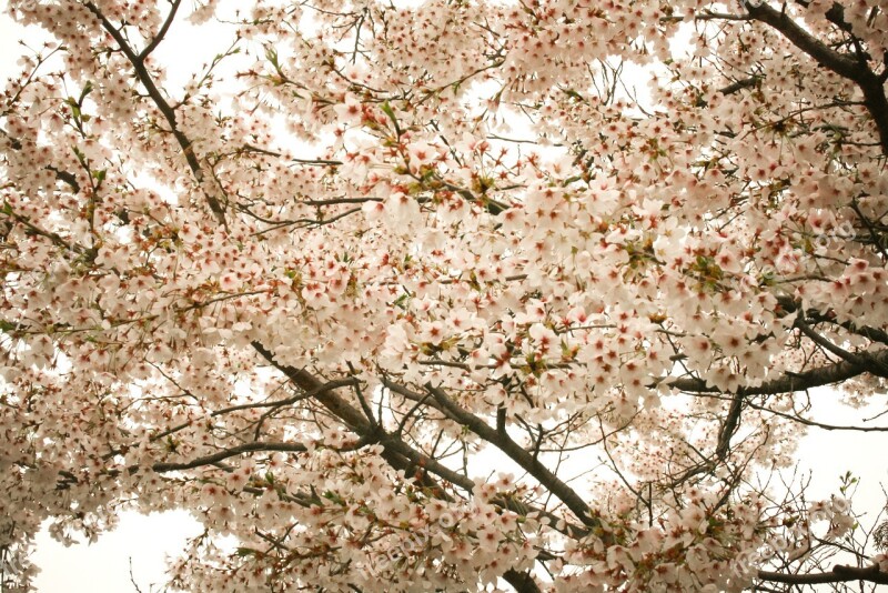 Cherry Blossom Flowers Spring Sakura Free Photos