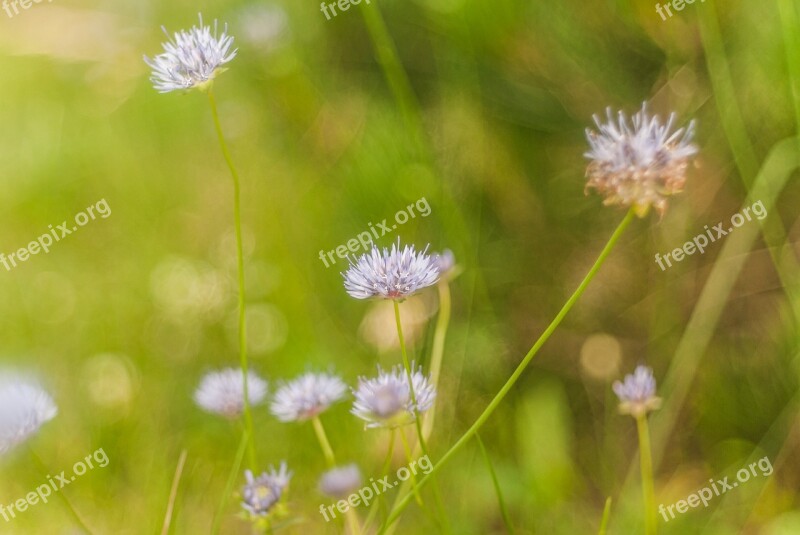 Flowers Pink Grass Green The Background