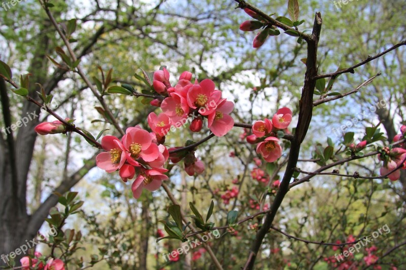 Flower Bush Greens Red Free Photos