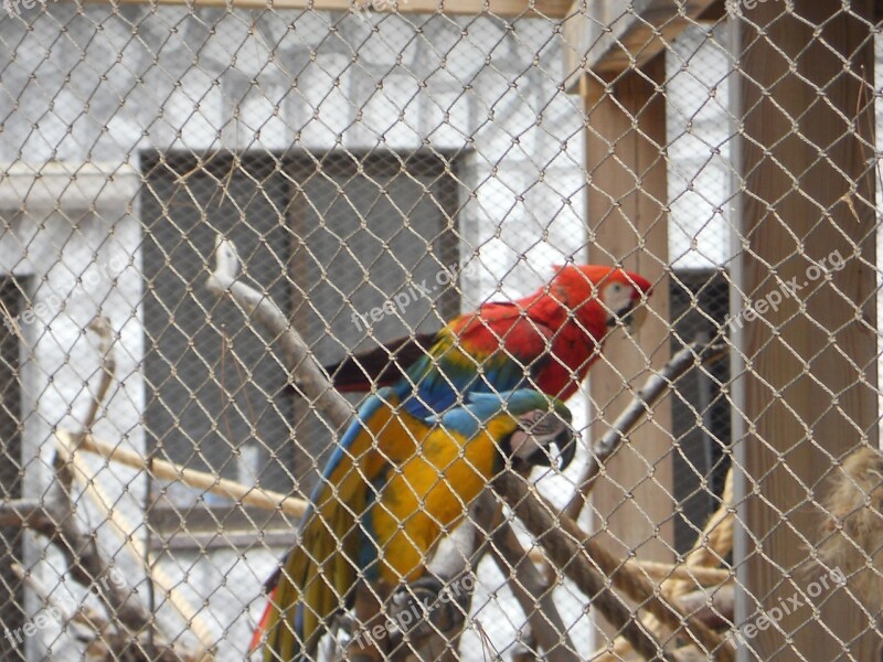 Parrot Parrot In Cage Birds Free Photos