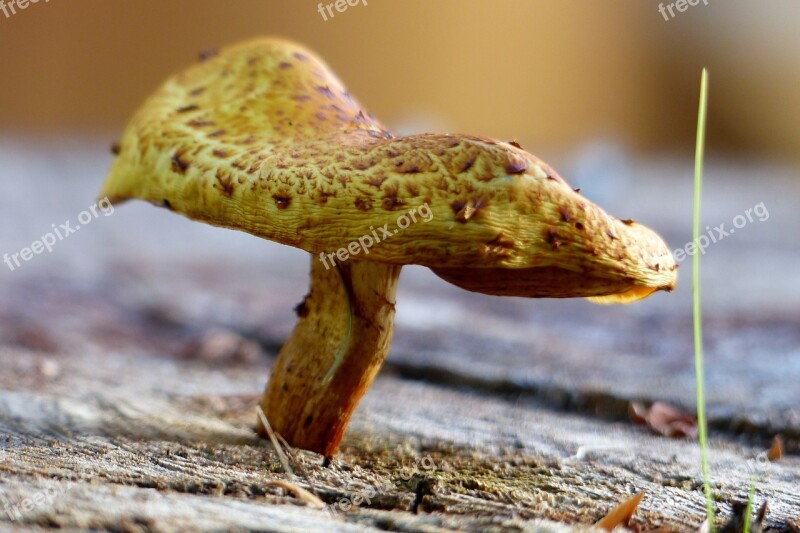 Mushroom Fungus Nature Natural Group