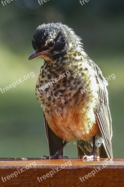 Red Robin Bird Animal Nature Cute