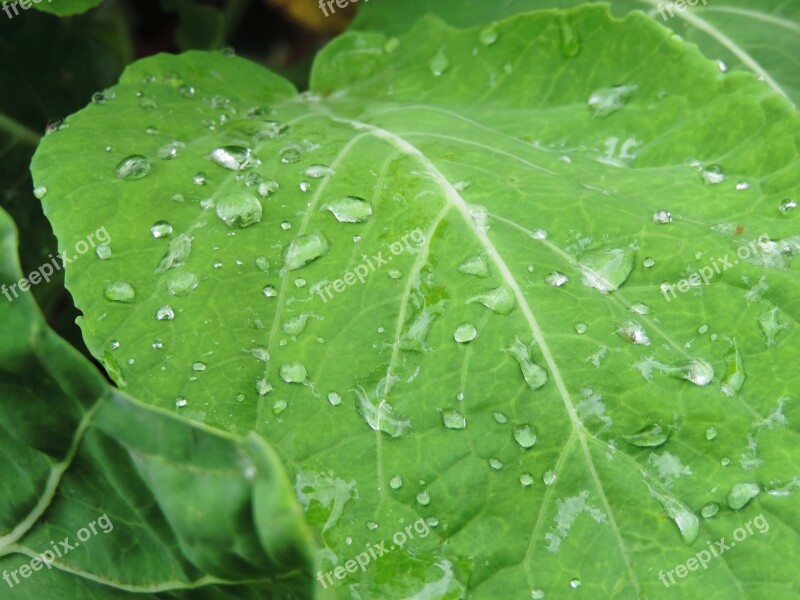 Kale Leaf Last Straw Garden Green