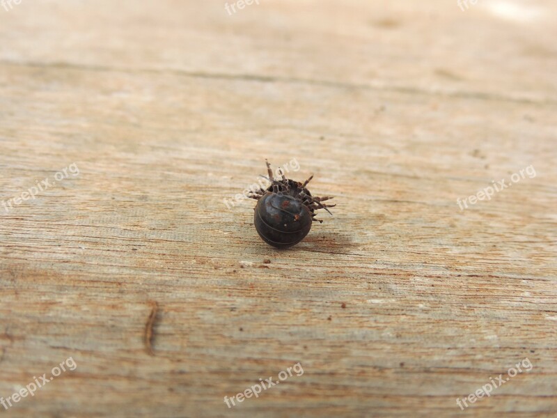 Armadillo Wood Insect Free Photos