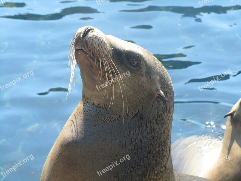 Seal Water Animal Nature Ocean