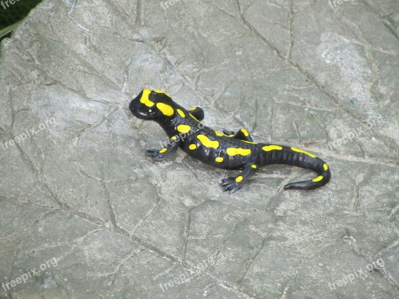 Salamander Black Yellow Animal Lizard