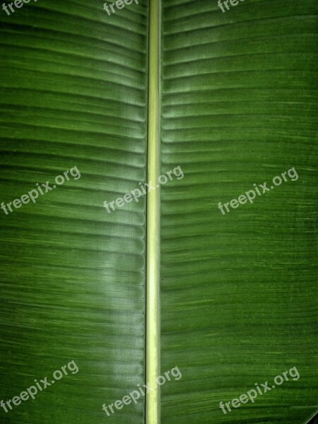 Banana Leaf Green Nature Fresh