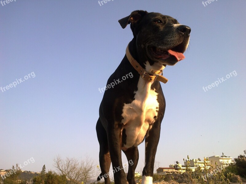 Pitbull Dog Pet Animal Free Photos