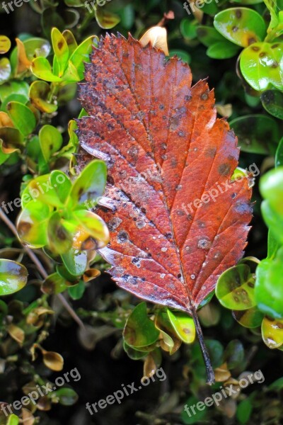 Autumn Leaf Individually Foliage Leaf Leaves