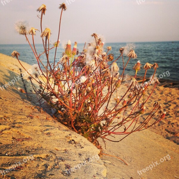 Sea Flower Nature Plant Summer