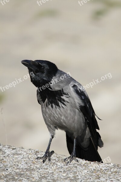 Hooded Crow Crow Bird Animal Wildlife