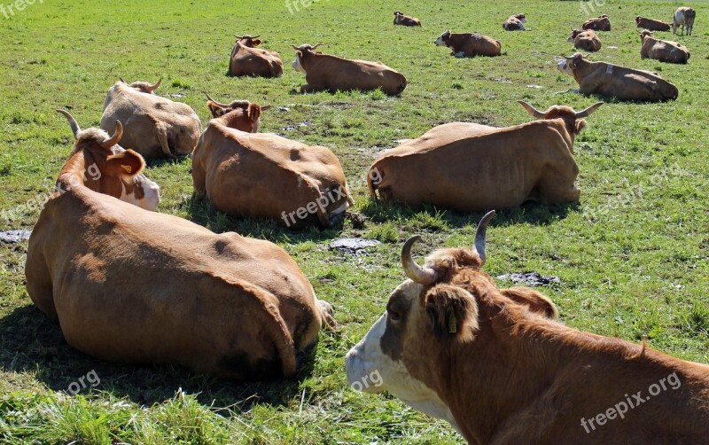 Ruminant Cows Cow Lying Pasture