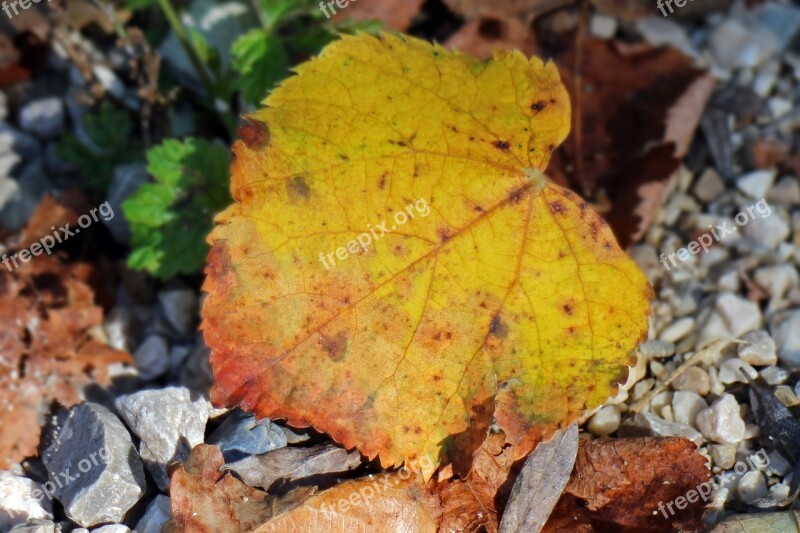 Leaves Foliage Leaf Autumn Dry Withers