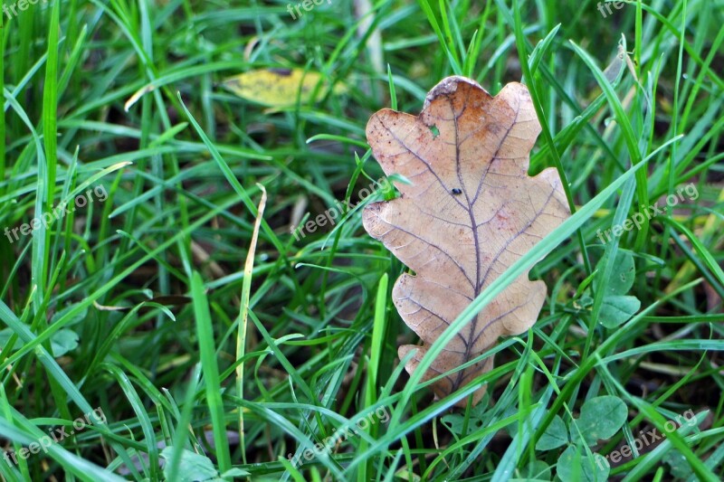 Leaves Foliage Leaf Autumn Dry Withers