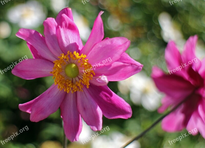 Fall Anemone Garden Plant Bloom Anemone Autumn