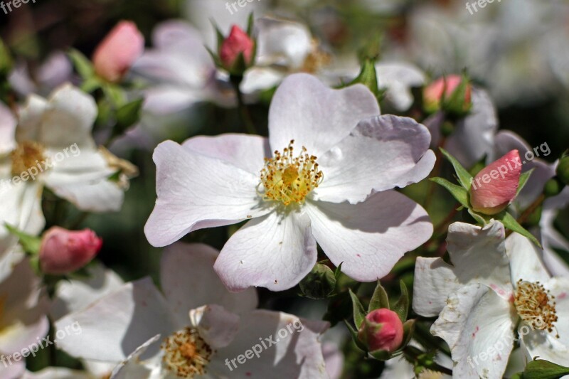 Blossom Bloom Wild Rose Rose Pink