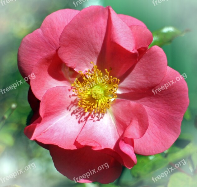 Rose Blossom Bloom Red Pink