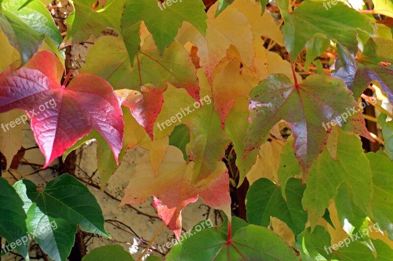 Autumn Leaves Golden Autumn Golden Vine