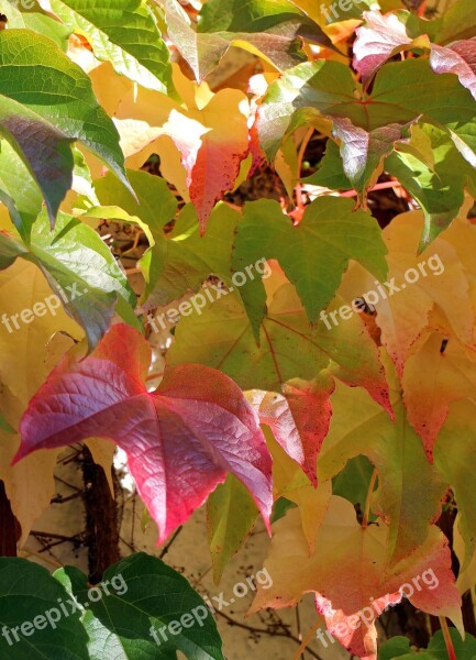 Autumn Leaves Golden Autumn Vine Red