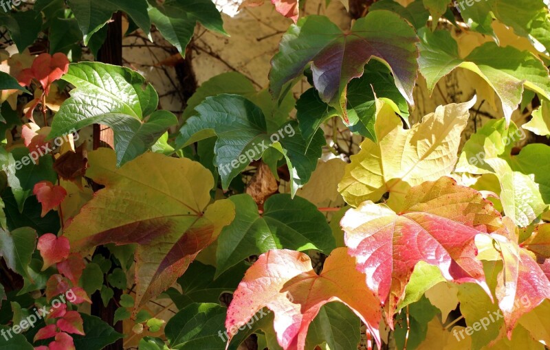 Autumn Leaves Golden Autumn Vine Red