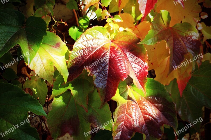 Autumn Leaves Golden Autumn Vine Red