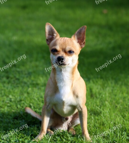 Chihuahua Sobel Dog Free Photos