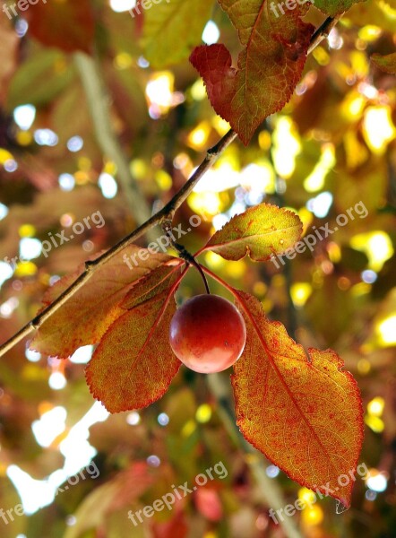 Plum Fruit Plum Fruit Tree Free Photos