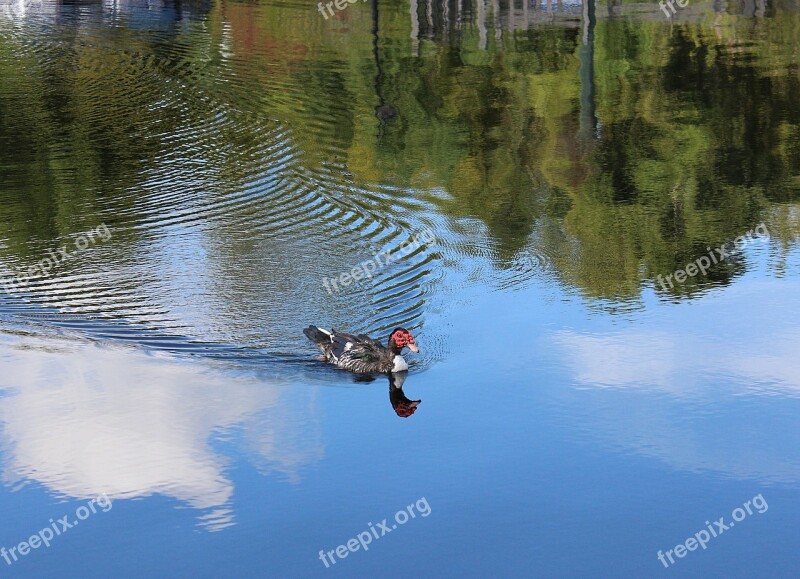 Duck Bird Nature Wild Wildlife