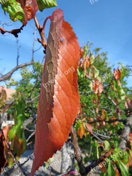 Leaves Cherry Foliage Nature Garden