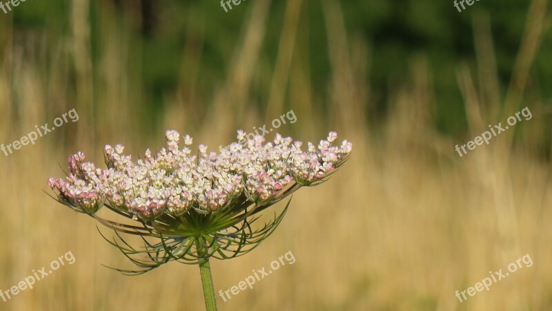 Wild Carrot Wild Flower Blossom Bloom Wild Plant