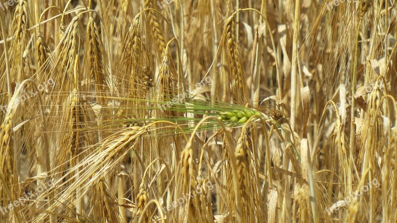 Grain Ear Cereals Field Nature