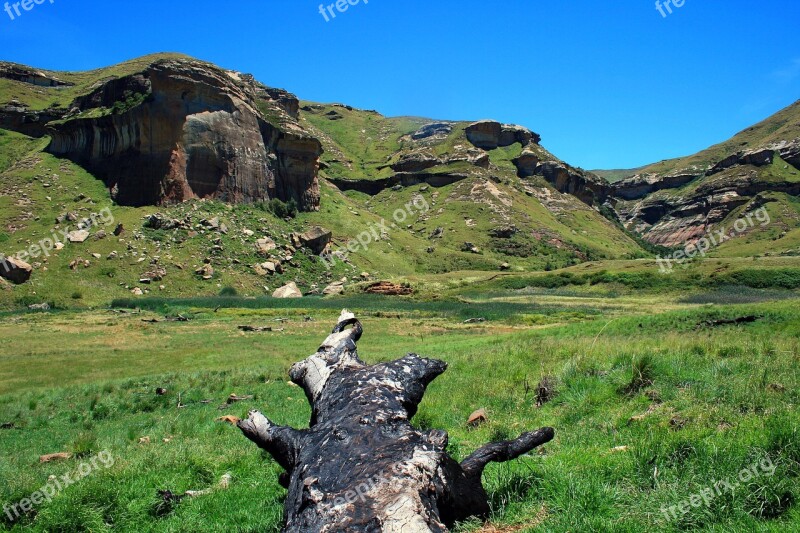 Burnt Tree Stump Stump Tree Fallen Dead