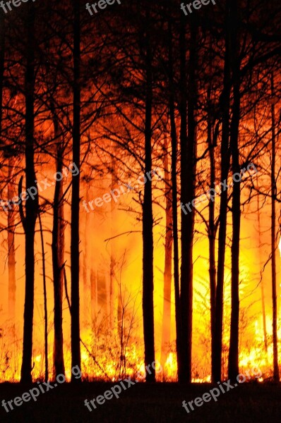 Forest Fire Trees Nature Fire Forest