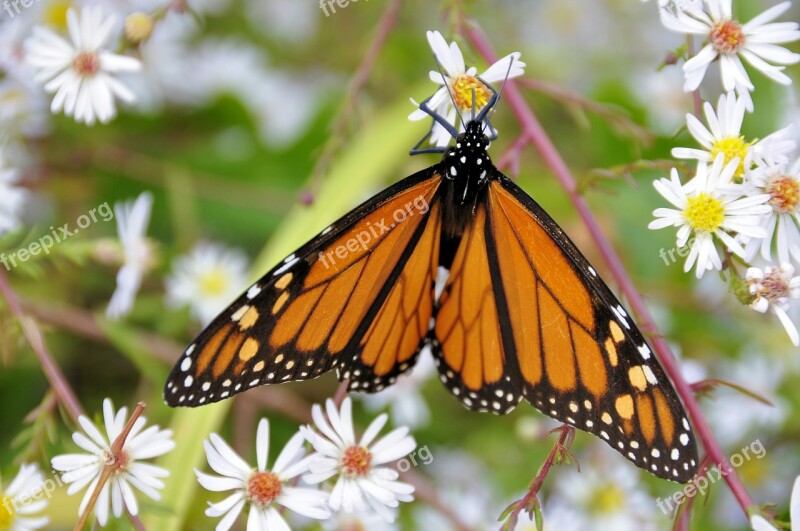 Butterfly Insects Nature Bug Beautiful