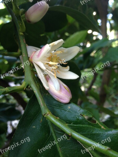 Lemon Lemon Blossom Orange Blossom Fruit Tree Free Photos