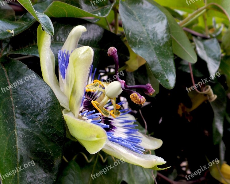 Passiflora Passion Flower Flower Suffering Free Photos