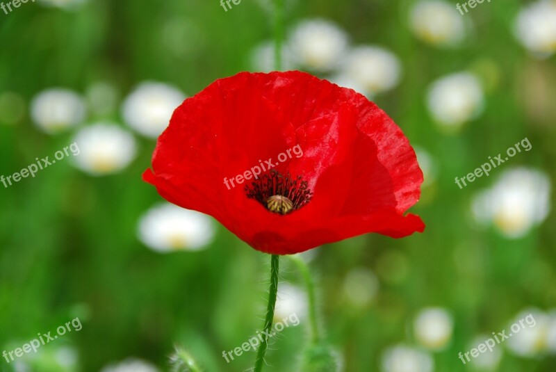 Poppy Poppy Flower Flower Field Free Photos