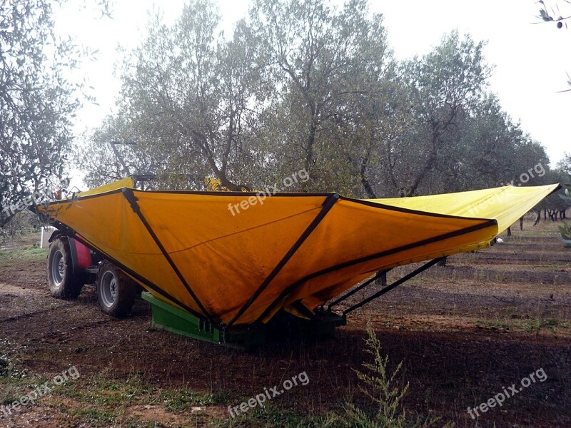 Olives Harvesting Olives Olive Grove Agriculture Tractor