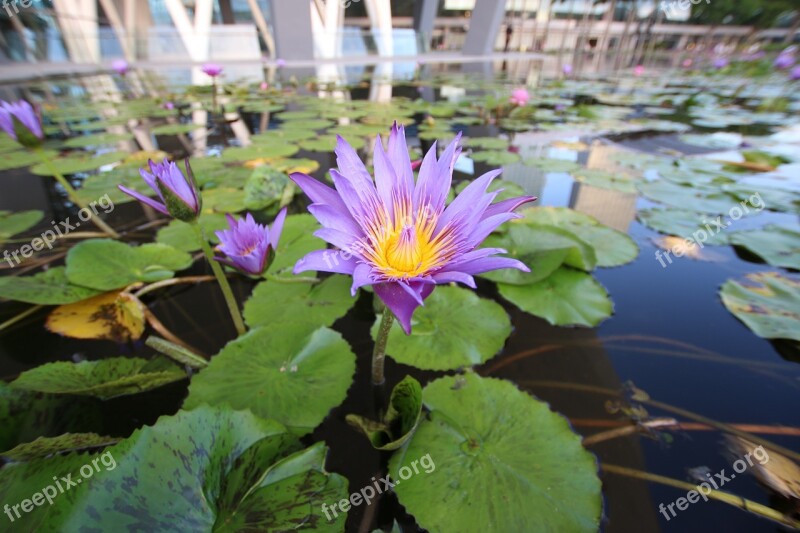 Waterlily Flower Plant Purple Green