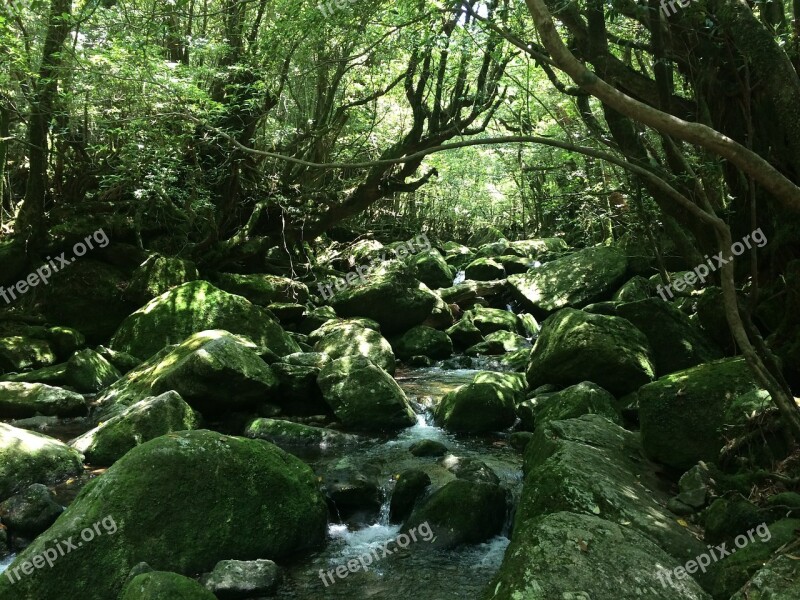 Yakushima Island Natural Mononoke Free Photos