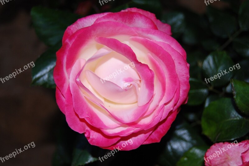 Nostalgia Rose Rose Pink Cream Flower