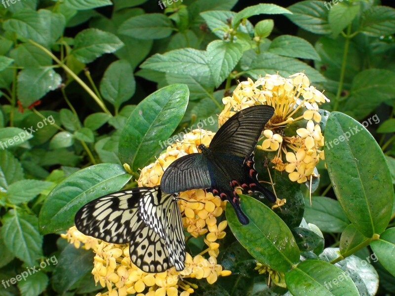 Butterflies Flowers Leaves Nature Summer