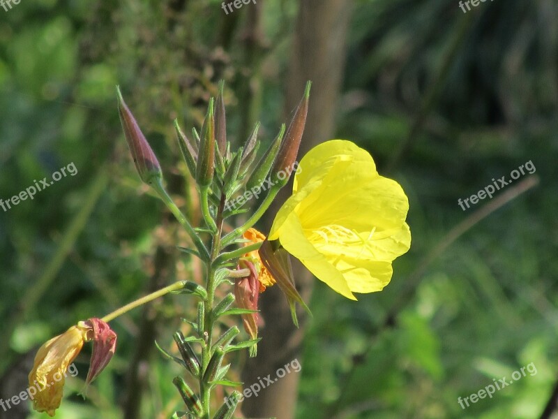 Pink Evening Primrose Flowers Oenothera Biennis Yellow Flower