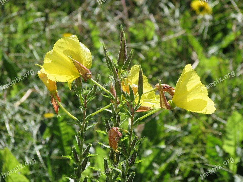 Pink Evening Primrose Flowers Oenothera Biennis Yellow Flower