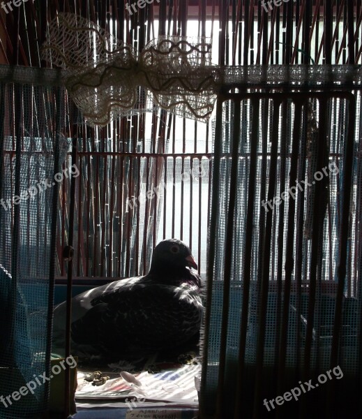 Pigeon Cage Dark Contrast Bird