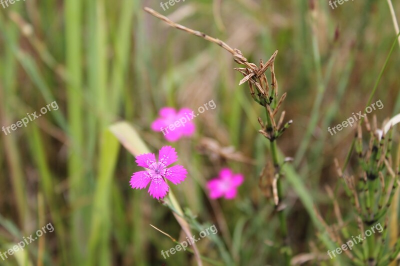 Carnation Blossom Bloom Pink Flower